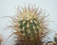 /album/kaktusy/sclerocactus-busekii800-jpg/